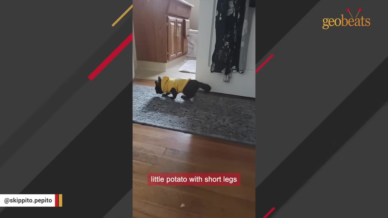 A small black cat wearing a yellow sweater walks across a grey rug, with on-screen text reading 'little potato with short legs'.