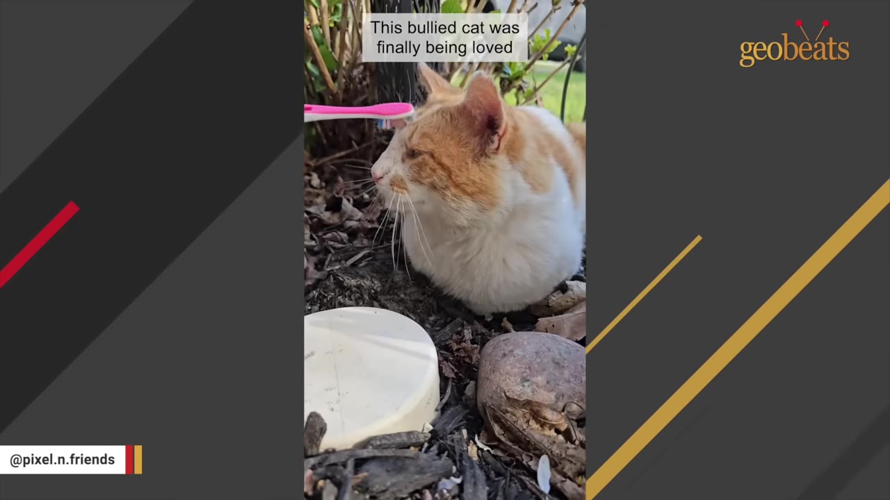 An orange and white cat sitting outdoors being gently petted on the head with a pink toothbrush.