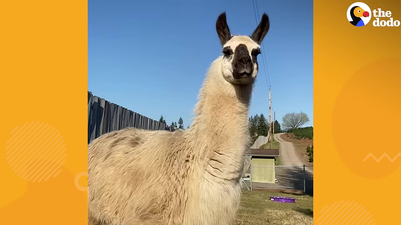 A light-colored llama with dark markings around its eyes stands outdoors in a grassy area under a clear blue sky.