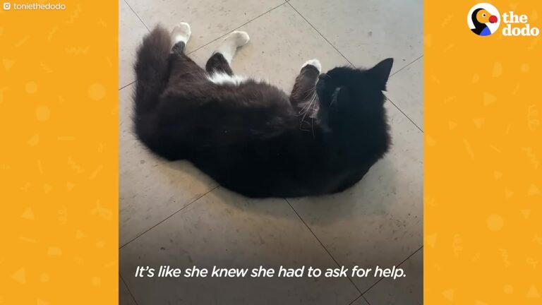 Texas Stray Cat Scopes Out A Stranger’s Home Before Revealing Her Urgent Secret