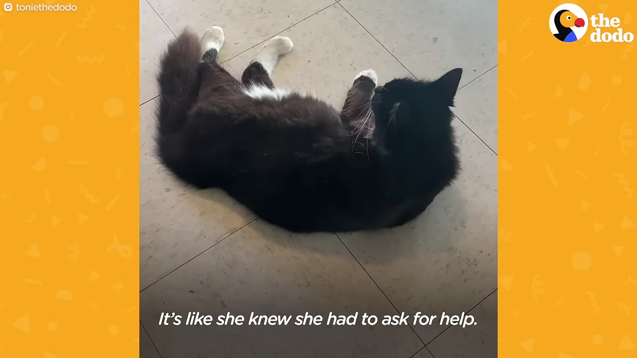 A fluffy black and white cat lying on a tiled floor indoors, looking back over its shoulder.
