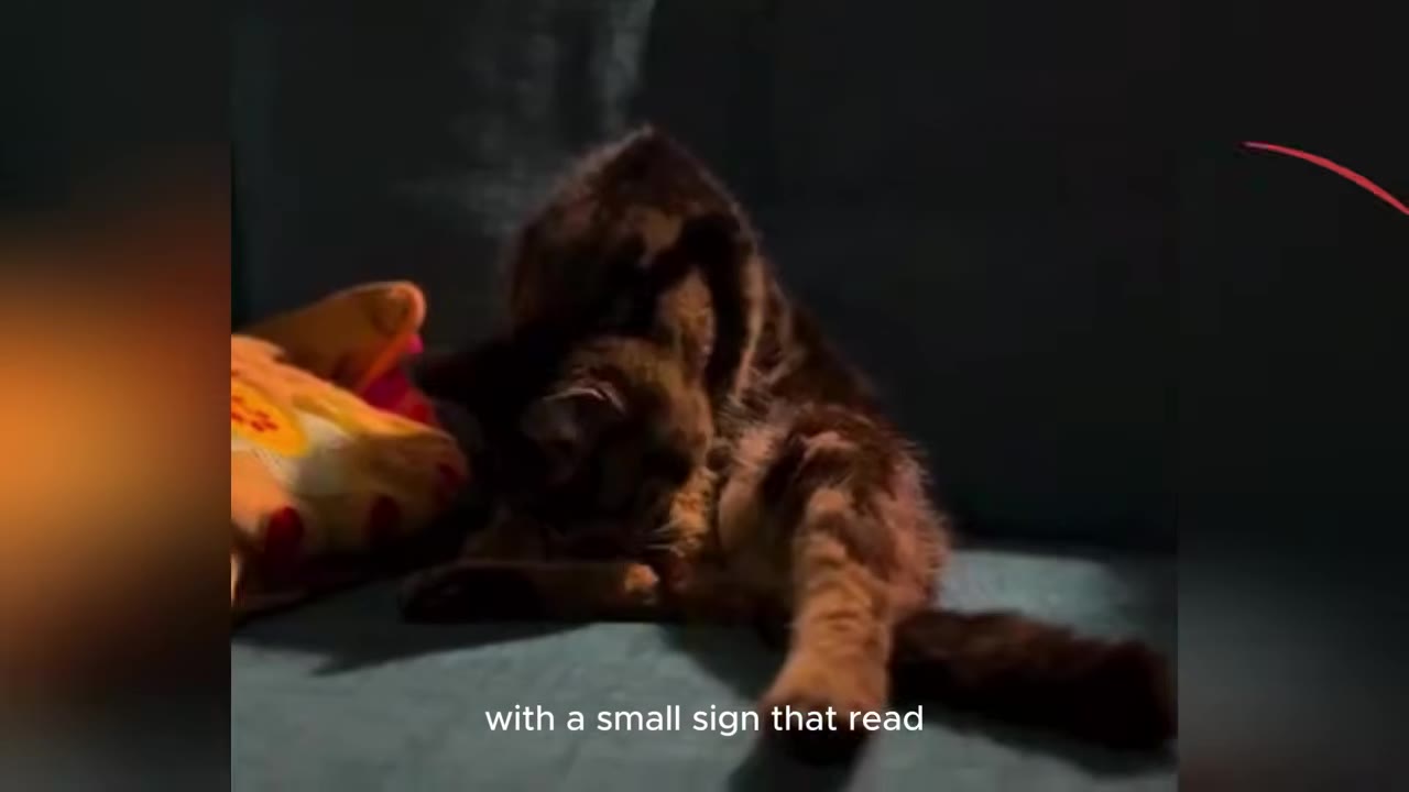 A dark-furred cat curled up in a dimly lit corner, grooming itself.