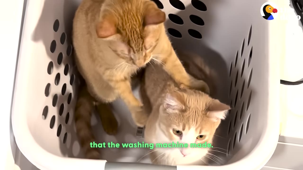 Two orange cats sitting together inside a white plastic laundry basket.