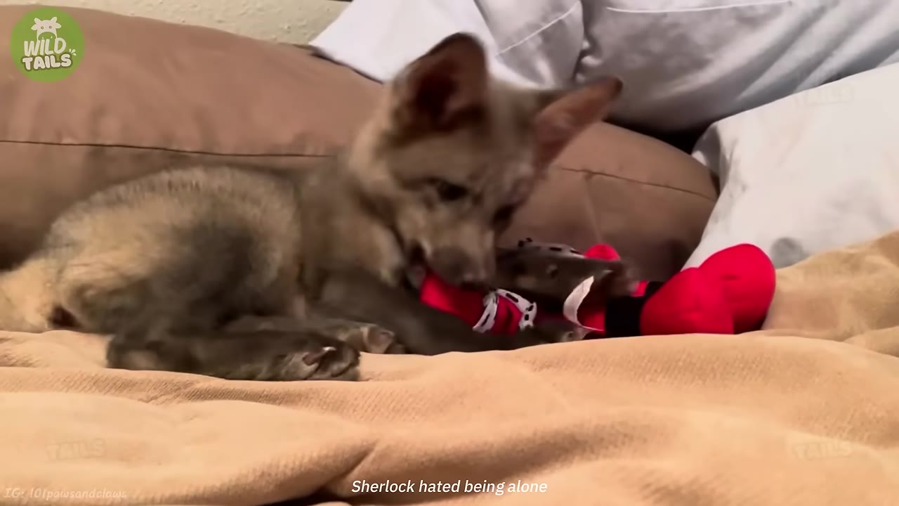 A young fox pup lies on a bed with pillows, chewing on a red plush toy.