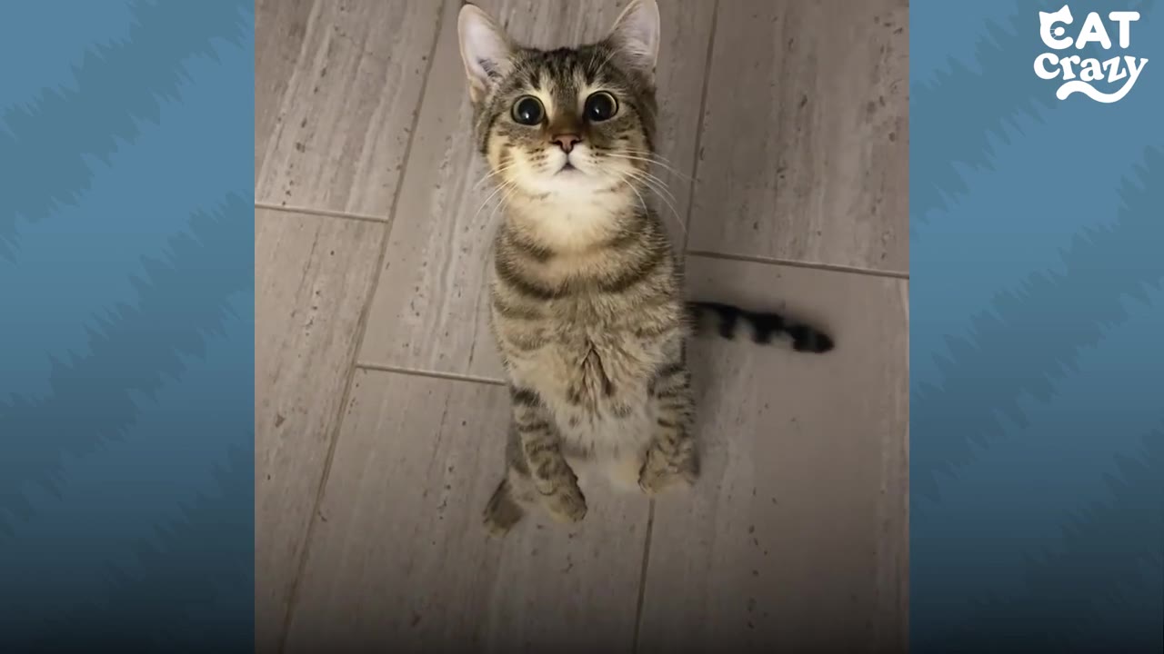 A small tabby kitten standing upright on its hind legs on a tiled floor, looking up with wide, dark eyes.