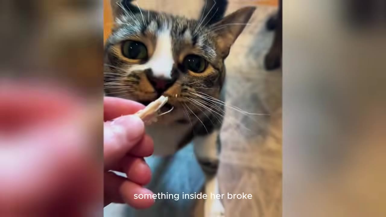 A close-up shot of a tabby and white cat looking up with wide eyes as a person's hand feeds it a small treat.