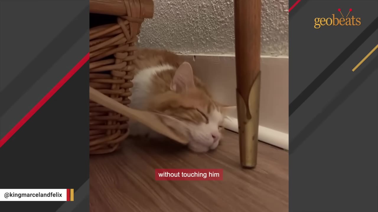 An orange and white cat lying on the floor next to a wicker basket, with a wooden spoon gently touching its cheek.