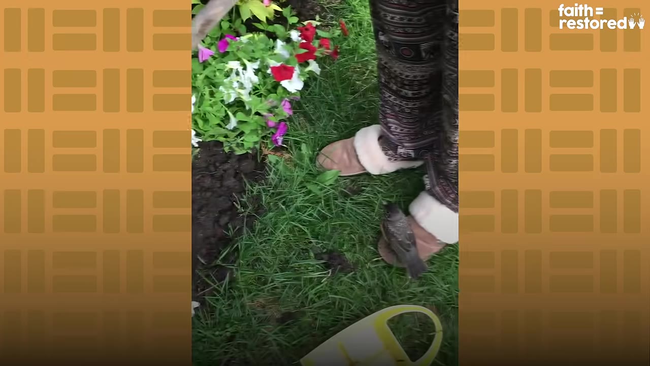A small bird perched on a person's slippered foot as they stand on a grassy lawn next to a flowerbed.