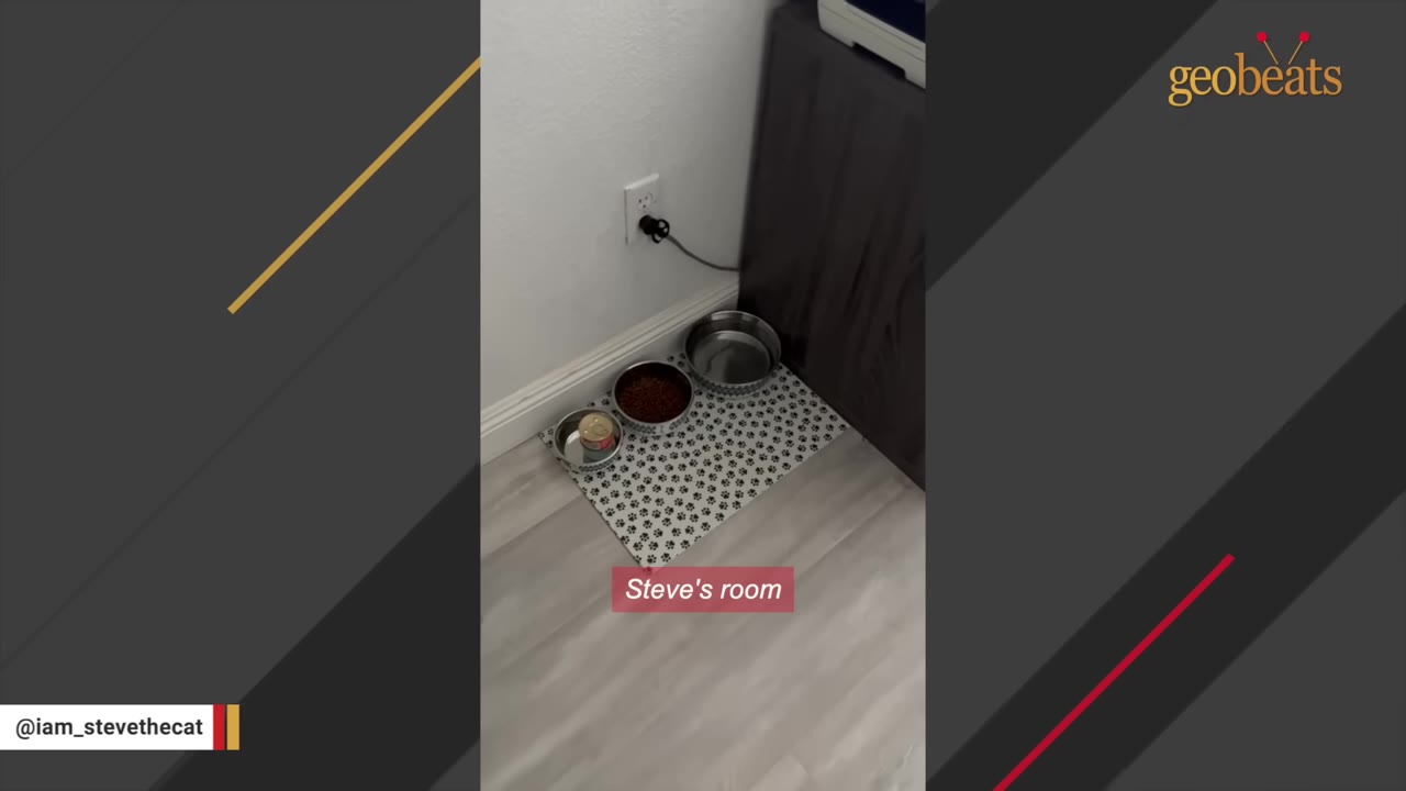 A corner of a room with light wood floors showing three pet bowls on a paw-print patterned mat next to a dark cabinet, with a text overlay that reads 'Steve's room'.