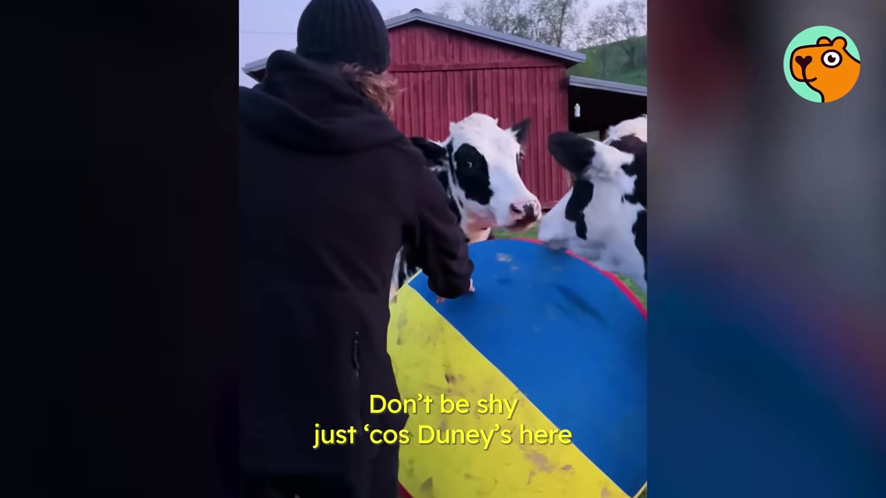 A caretaker in a black jacket and beanie stands next to a large blue and yellow ball, encouraging a black and white cow with the text overlay 'Don't be shy just 'cos Duney's here'.