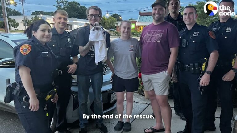 New York Kitten Trapped In A Car Engine Gets The Happiest Surprise From A Bystander