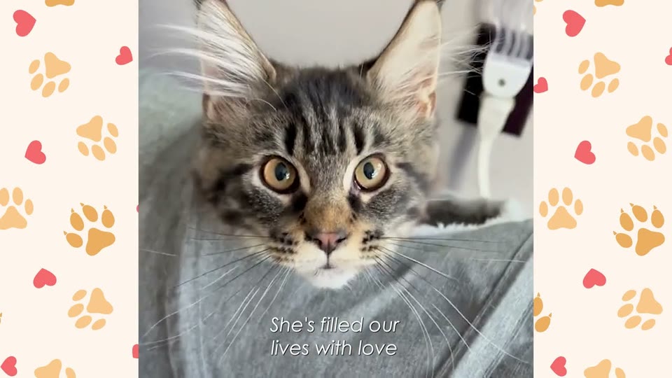 Video frame for Training Without Treats