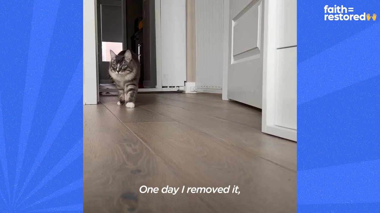 A fluffy grey and white tabby cat walks confidently down a wooden hallway without wearing a bootie.