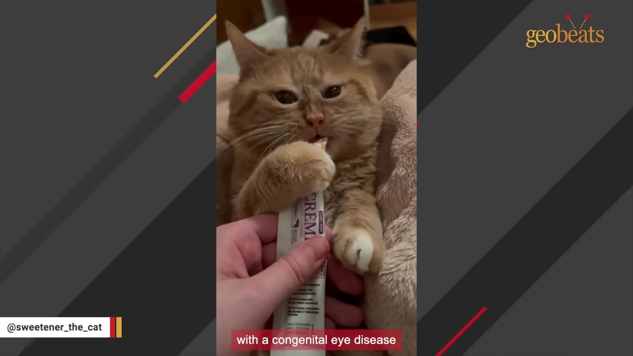 An orange tabby cat with squinted eyes licks a treat from a tube held by a person, with a subtitle reading 'with a congenital eye disease'.