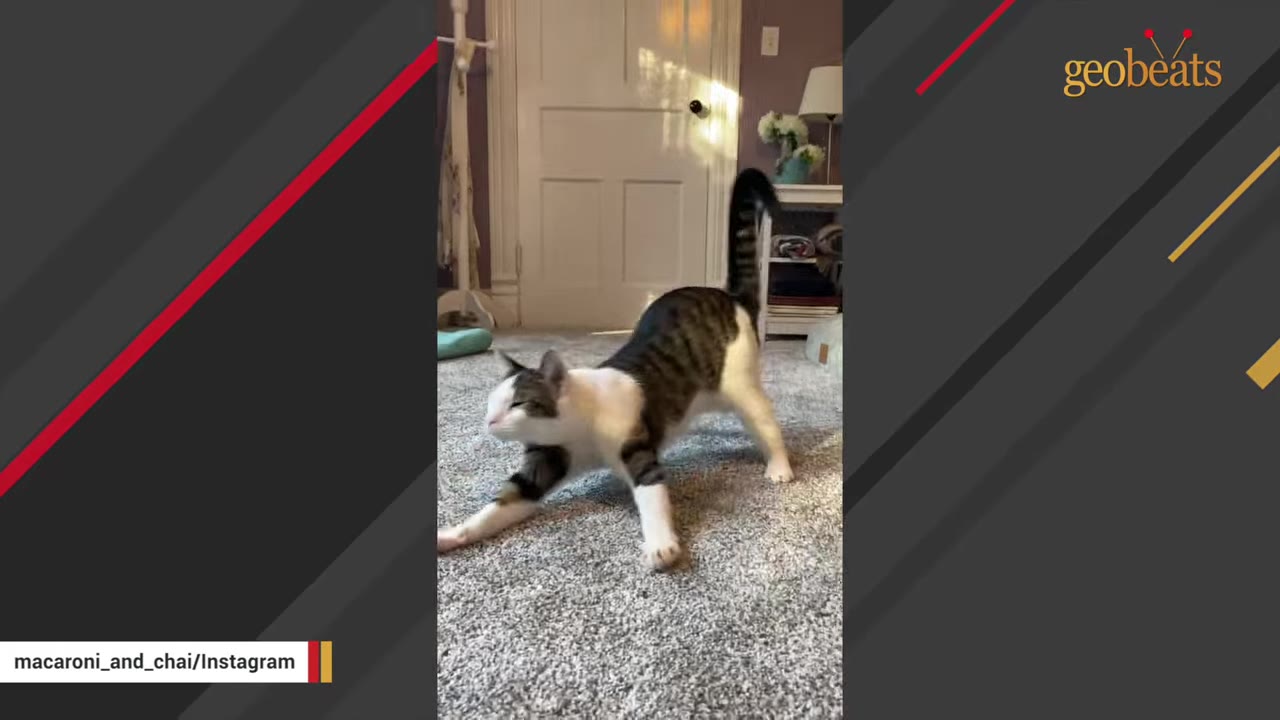 A tabby and white cat stretching its front legs forward on a grey carpeted floor.
