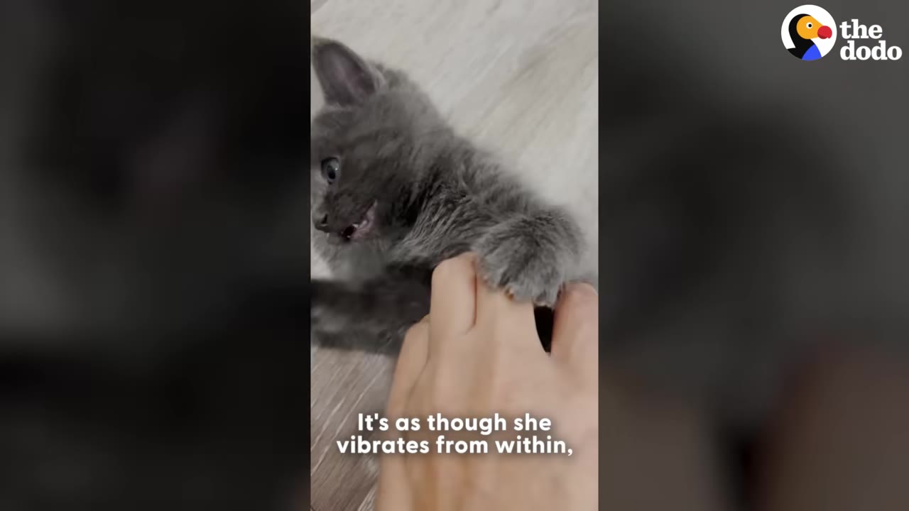 A close-up of a fluffy grey kitten playfully grabbing a person's hand with its paw.