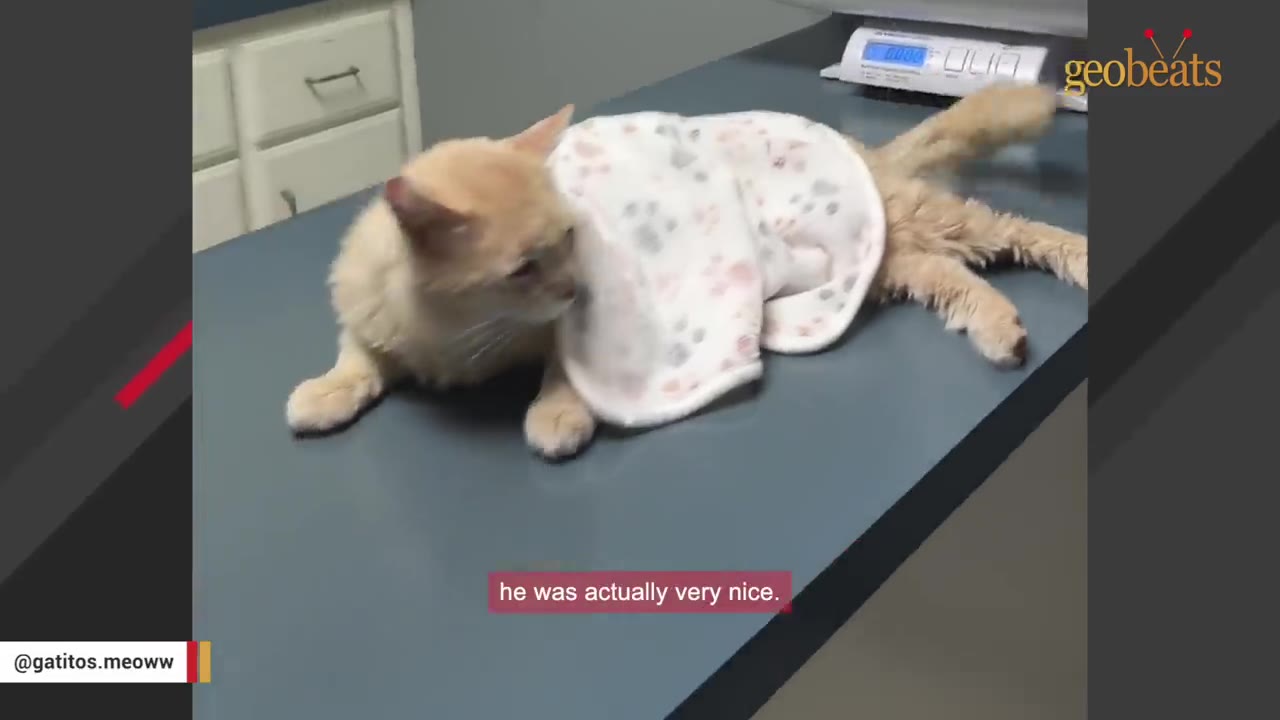 A light orange cat wrapped in a white blanket with paw prints, lying on a metal examination table at a veterinary clinic.