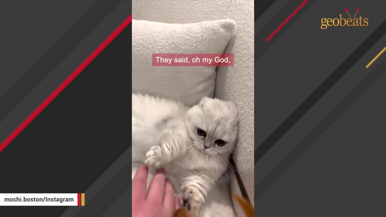 A close-up of a fluffy white Scottish Fold cat lying on a white cushion, looking up as a hand gently reaches out to pet it.