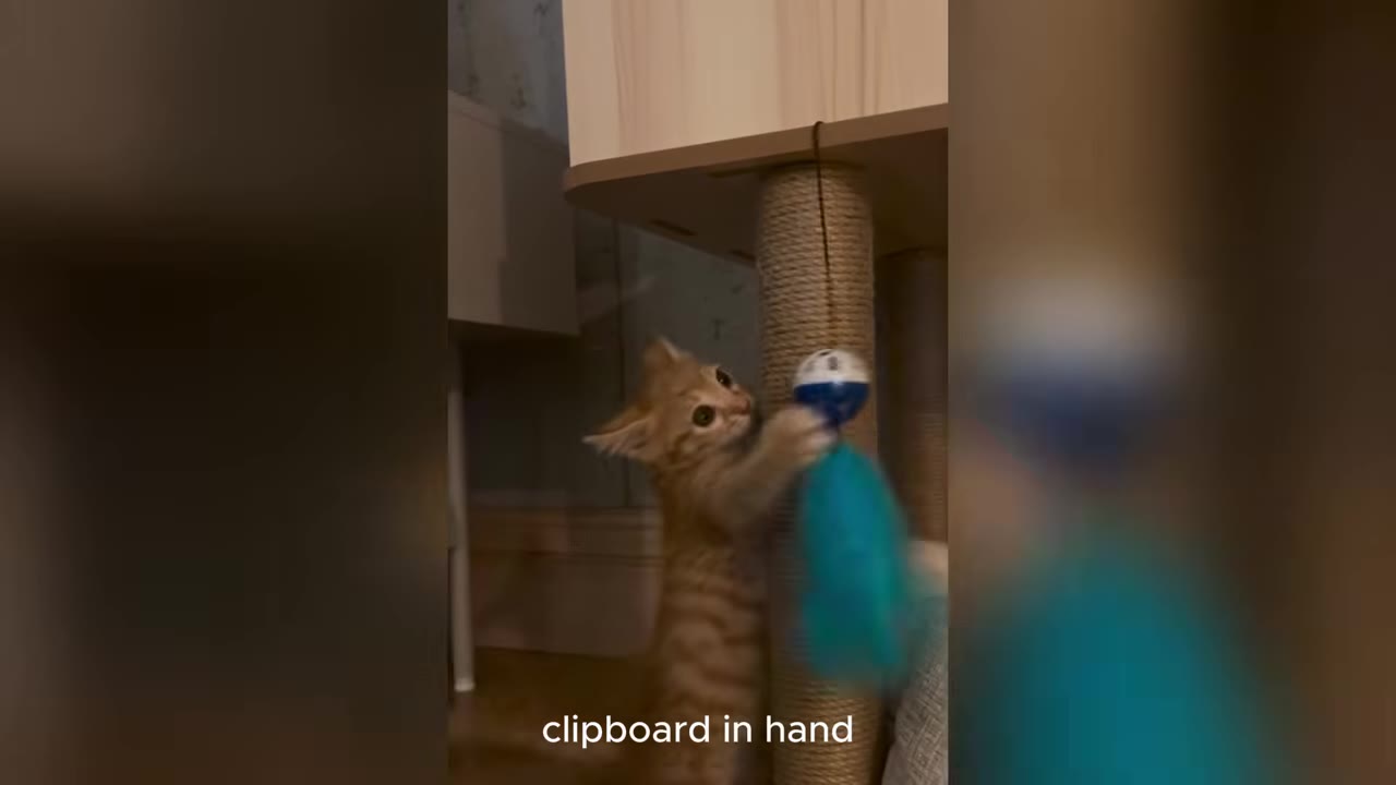 An orange tabby kitten playing with a blue hanging toy on a scratching post.