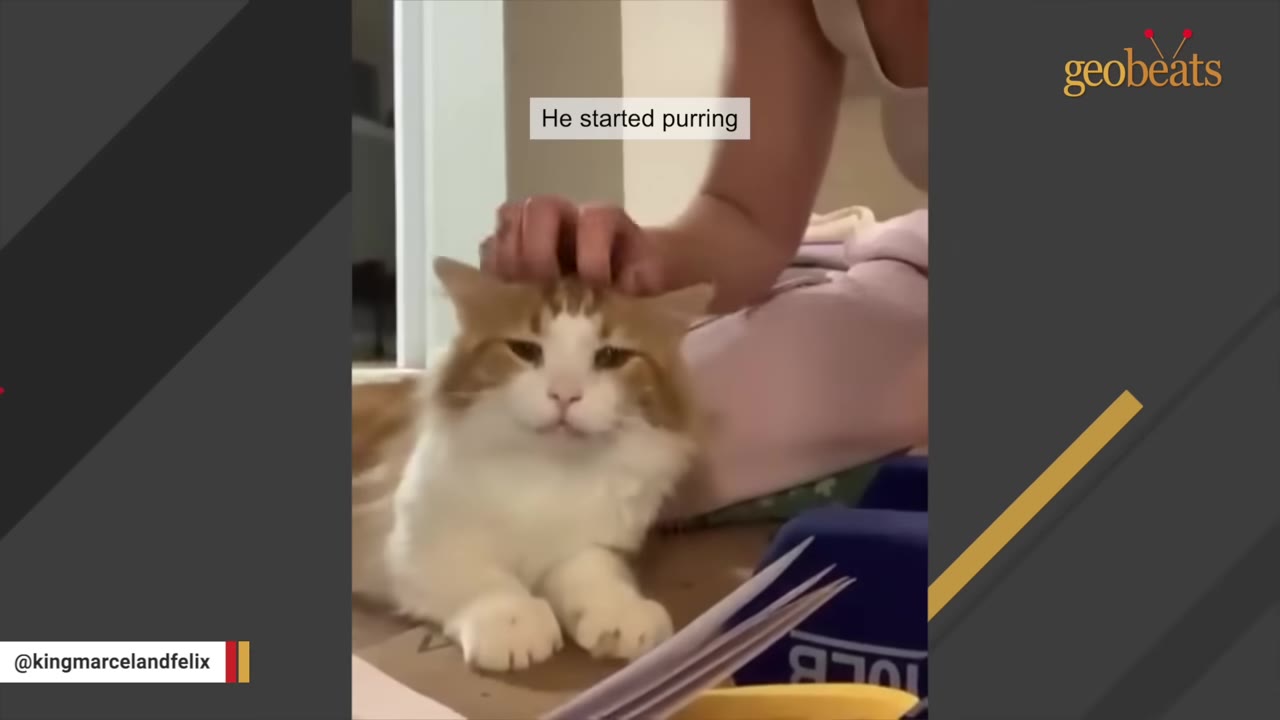 An orange and white cat being gently petted on the head by a person, with a text overlay that reads 'He started purring'.