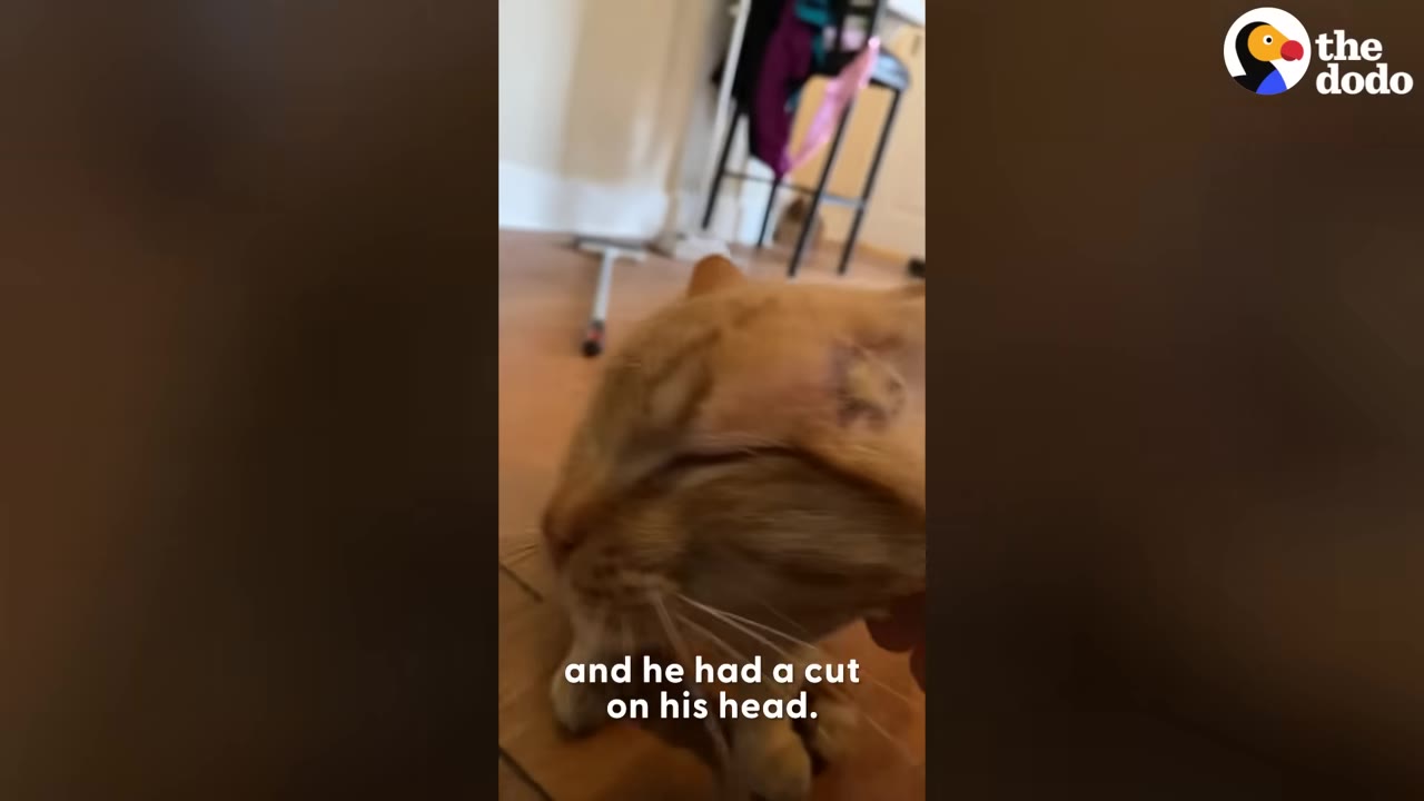An orange cat with a visible circular wound on the side of its head being gently touched by a person.