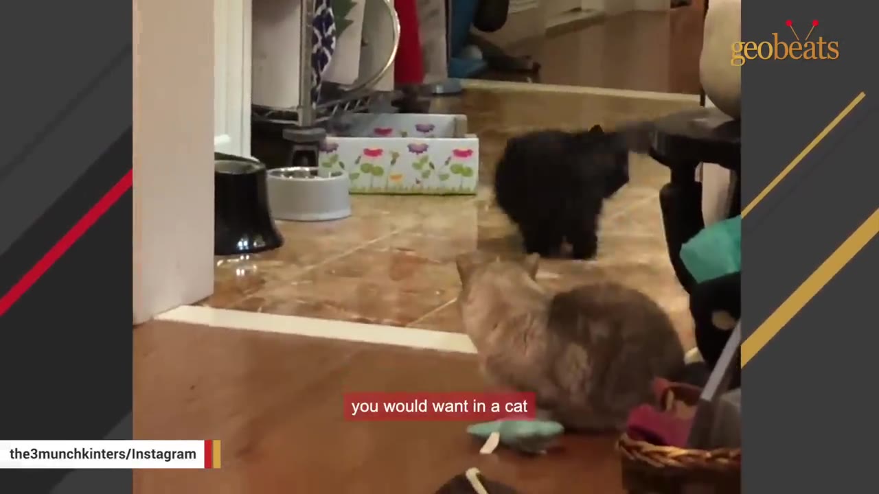 A light brown cat sits on a wooden floor next to a small toy, looking towards a black kitten in the background.