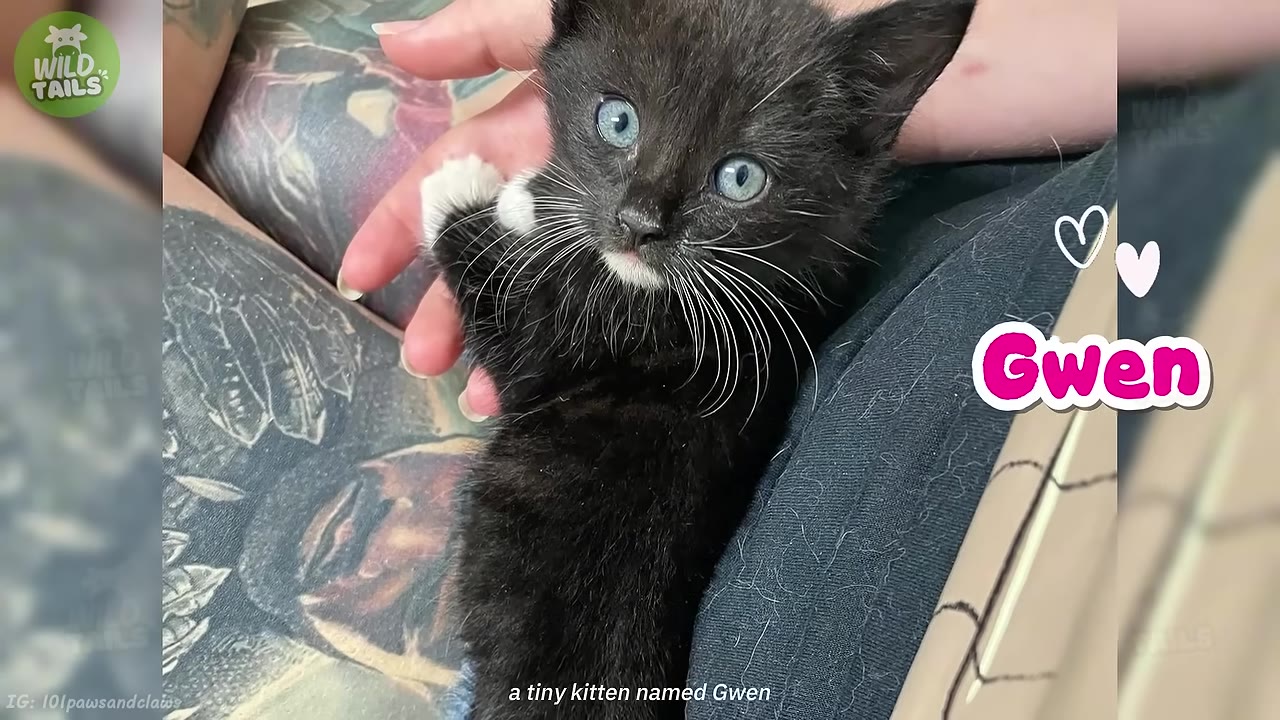 A close-up of a tiny black kitten with bright blue eyes and white paws being held in a person's hand.