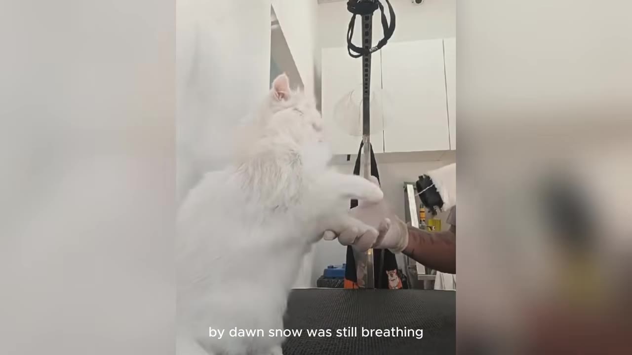 A fluffy white cat stands on a table in a clinic, with its paw gently held by a gloved hand.