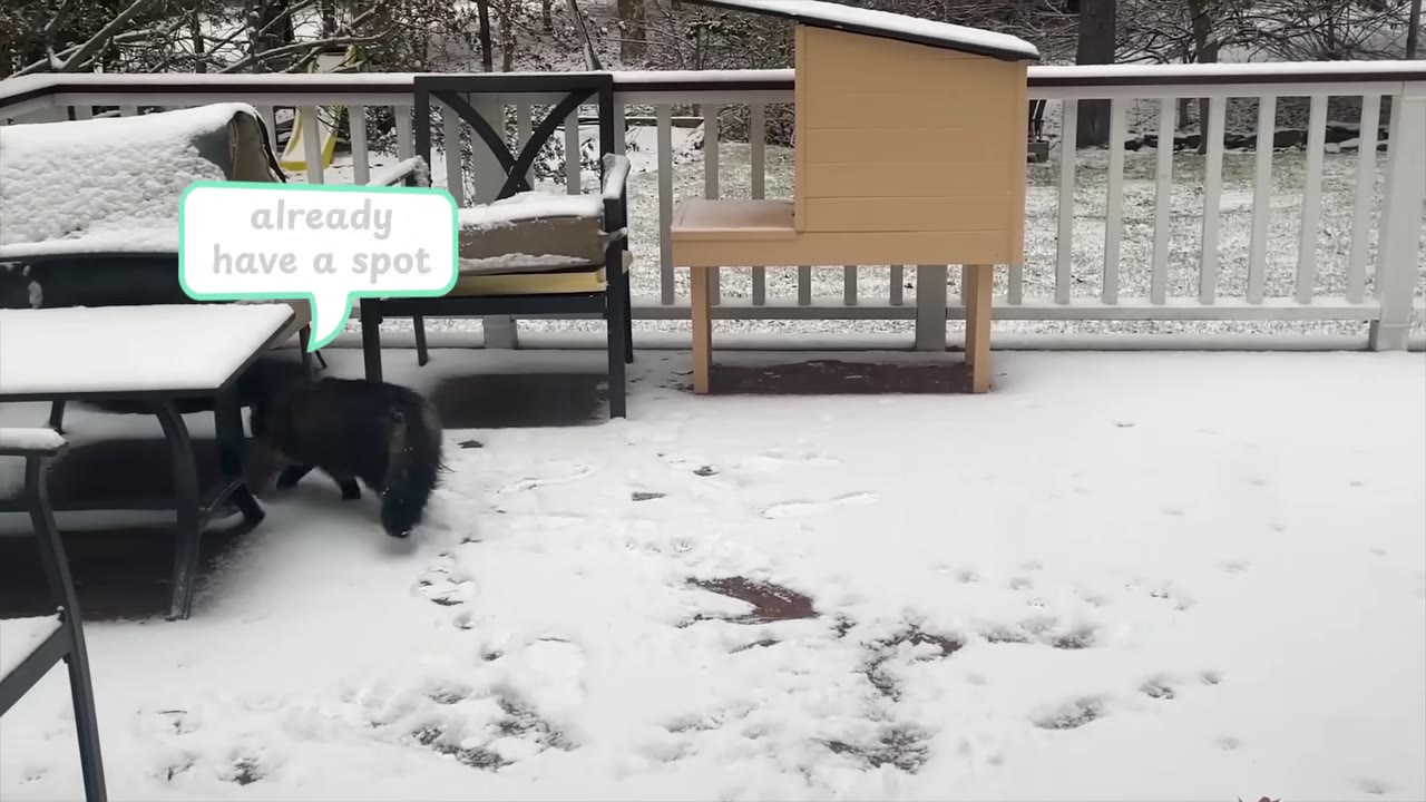 A fluffy dark cat walks on a snow-covered wooden deck next to patio furniture, with a light-colored custom cat house standing unused in the background.