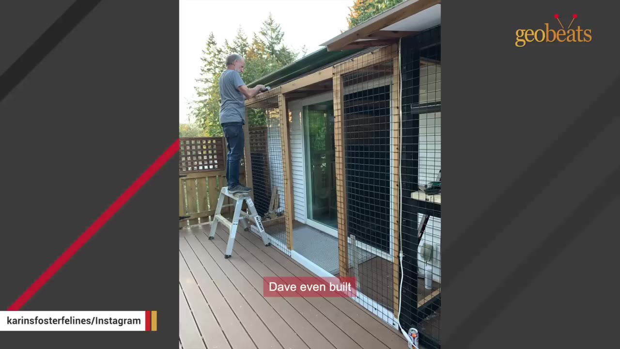 A man standing on a stepladder on a wooden deck, constructing a large wooden and wire mesh catio enclosure against the side of a house.