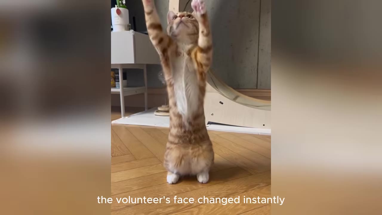 An orange tabby cat standing on its hind legs on a wooden floor, reaching its front paws up into the air.