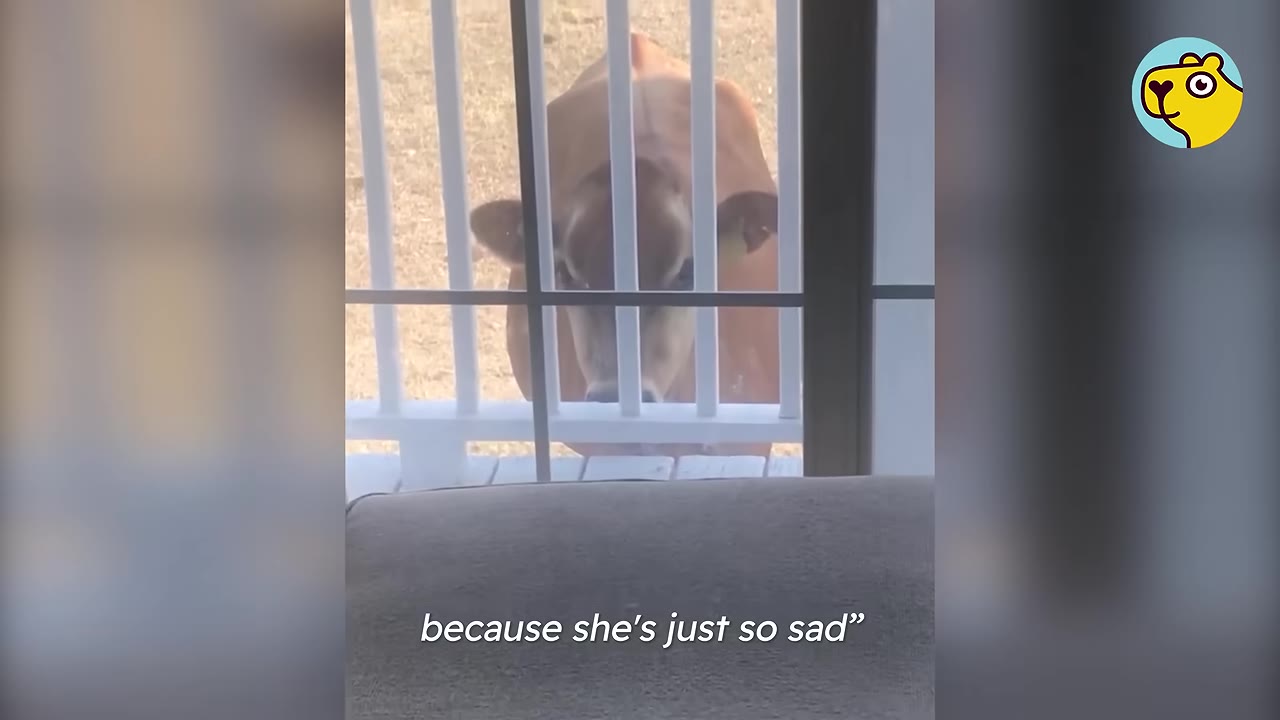A brown cow looking through a glass door and white porch railing, with text on the screen reading 'because she's just so sad'.