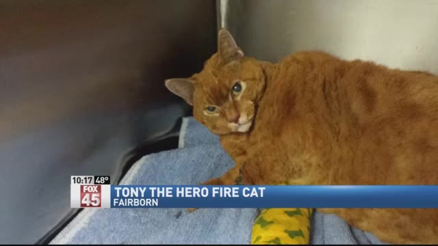 An orange cat with a bandaged leg lies on a blue blanket.
