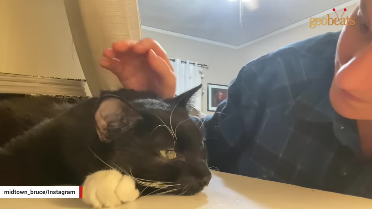 A close-up of a black and white cat lying down as a person gently pets its head, showing a close bond.