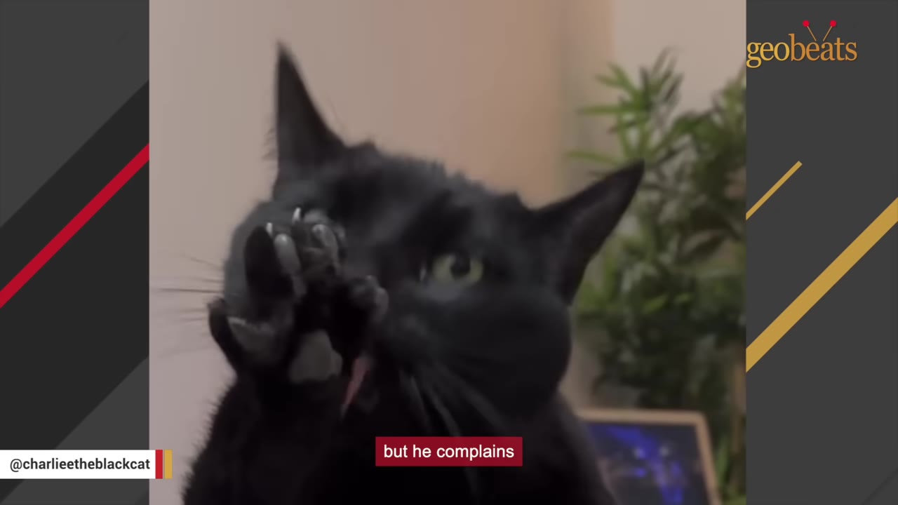 A close-up of a black cat named Charlie dramatically holding up his paw with claws extended, looking directly at the camera.