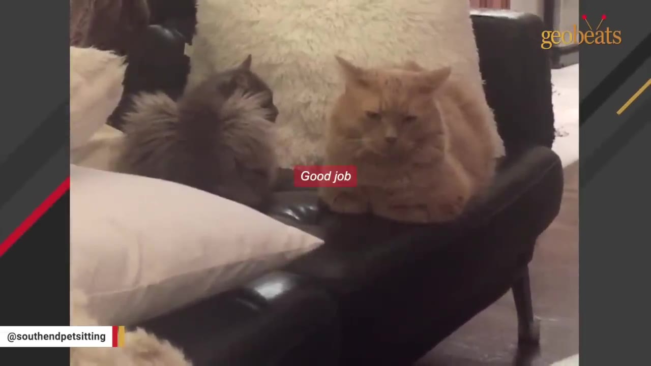 A fluffy grey kitten and a large orange cat sit next to each other on a black leather couch.