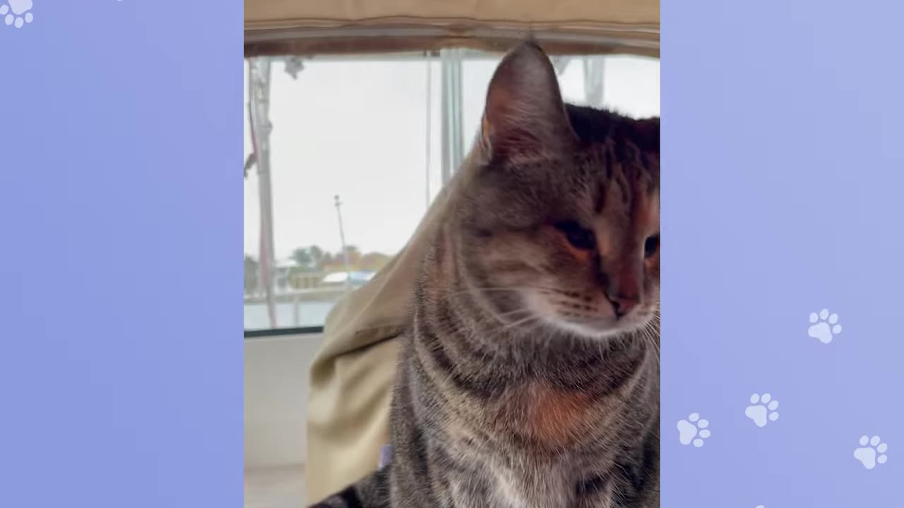 A tabby cat with closed eyes sits inside a boat cabin, with boat masts and water visible through the window behind her.