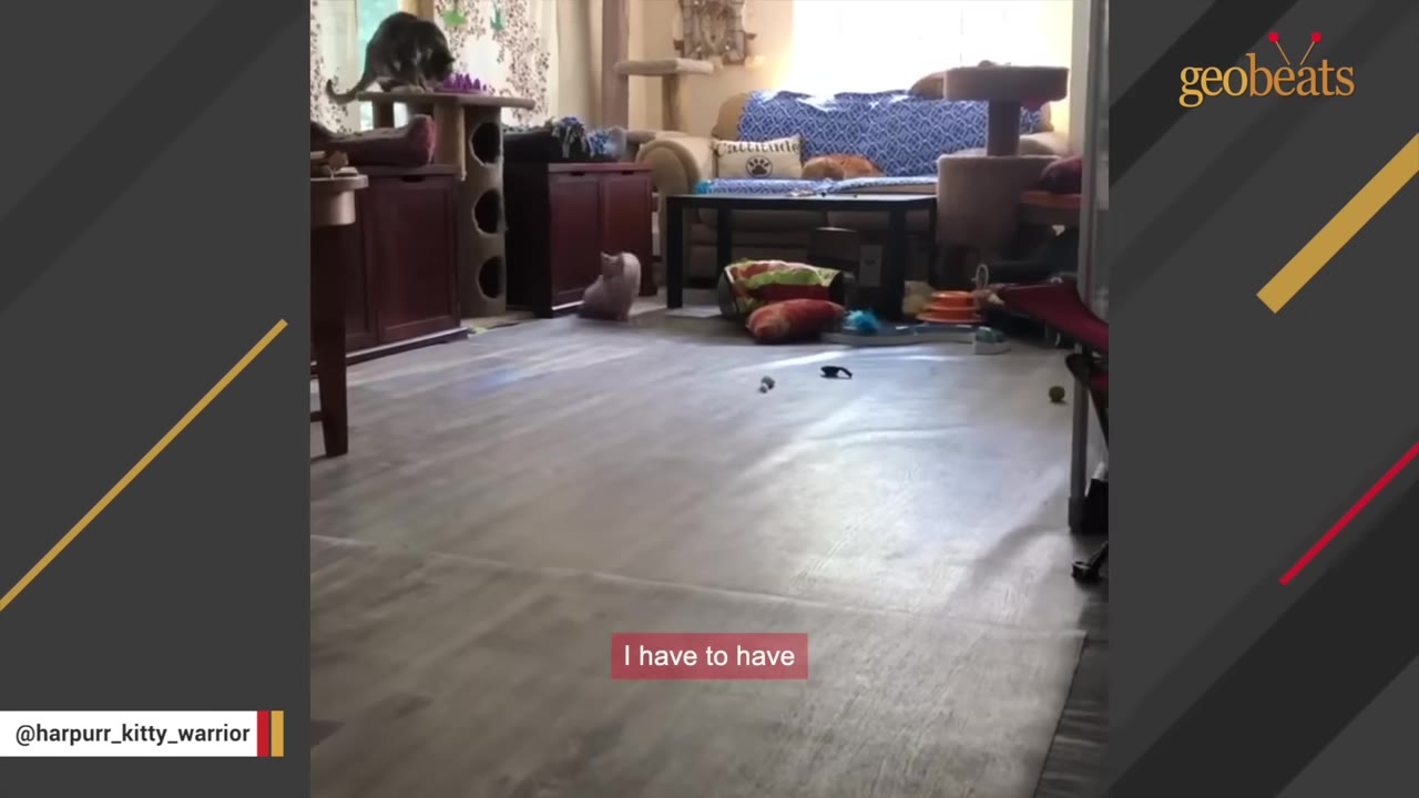A small grey cat sits on a light wooden floor in a living room filled with cat trees, toys, and furniture.
