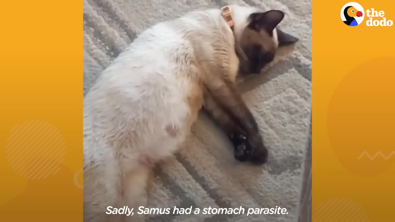 A Siamese cat named Samus lying down on a carpet, appearing unwell.
