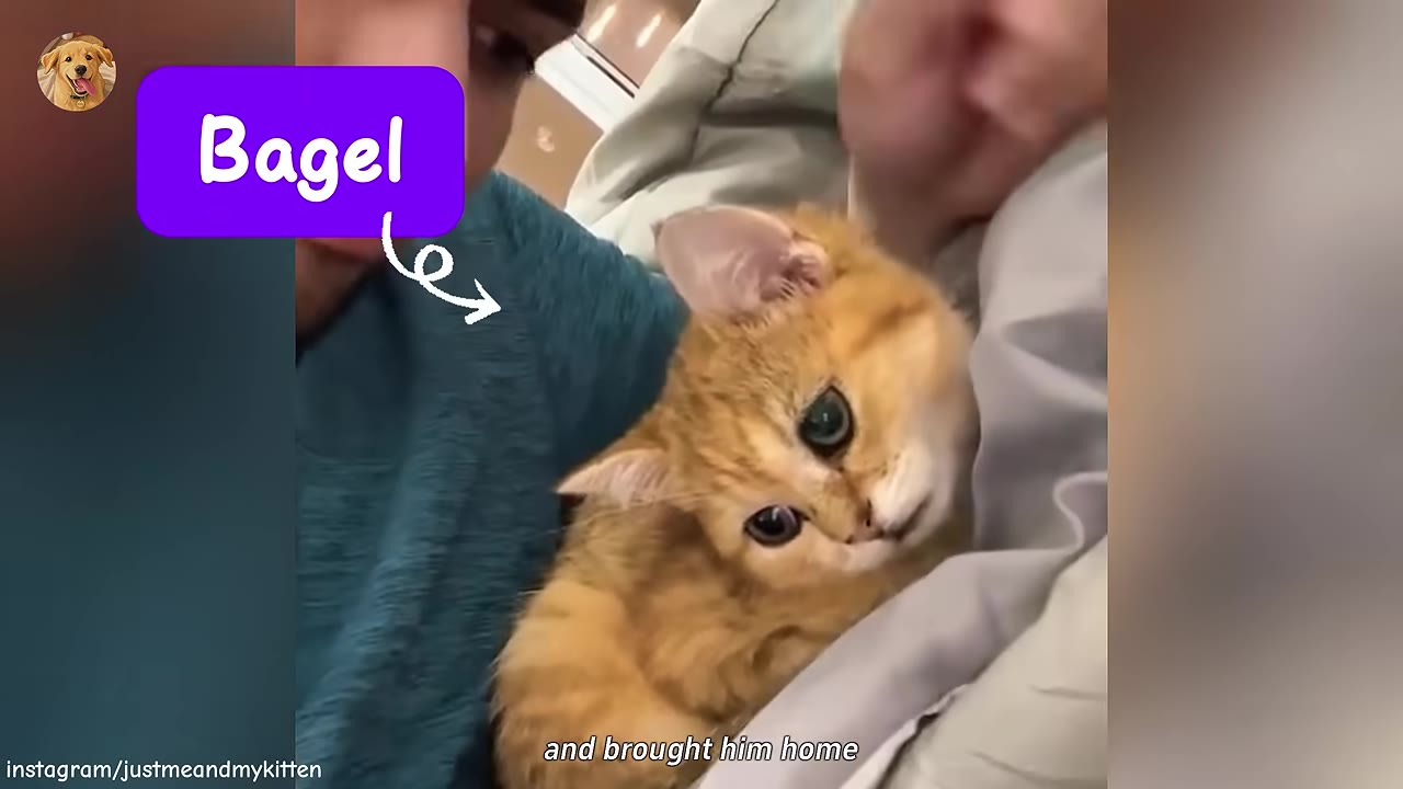 An orange tabby kitten named Bagel with large dark eyes is held gently in a person's arms.