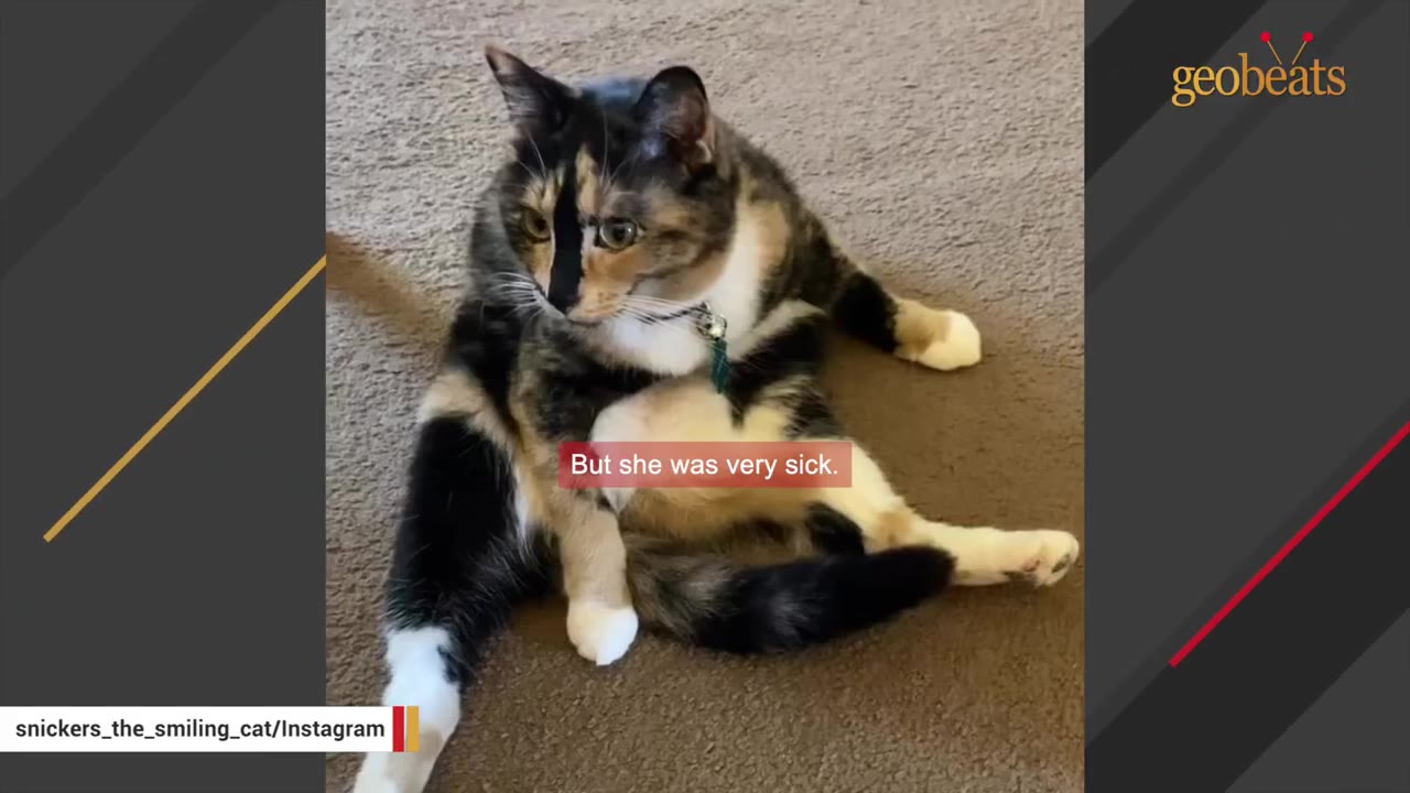 A calico cat named Snickers sits on a brown carpet with a downcast expression, with a text overlay that reads 'But she was very sick.'