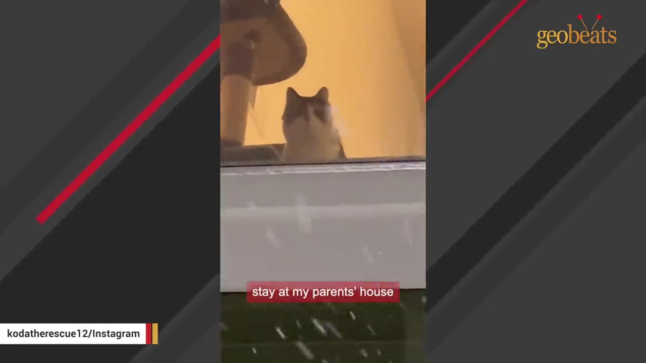 A cat looking out of a window from inside a house.