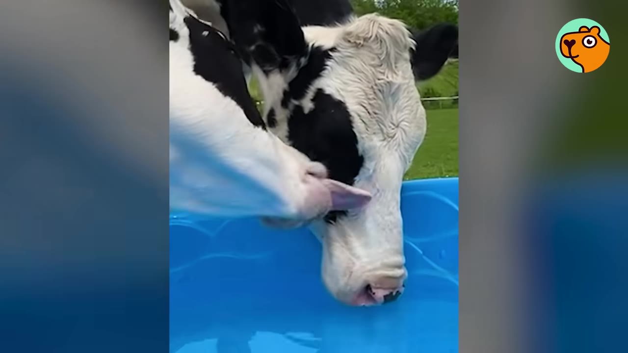 A close-up shot of a black and white cow licking the face of another black and white cow over a blue plastic pool.