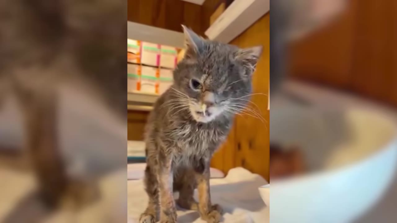 A thin, scruffy grey cat with food on its nose looks directly at the camera, sitting on a white surface.
