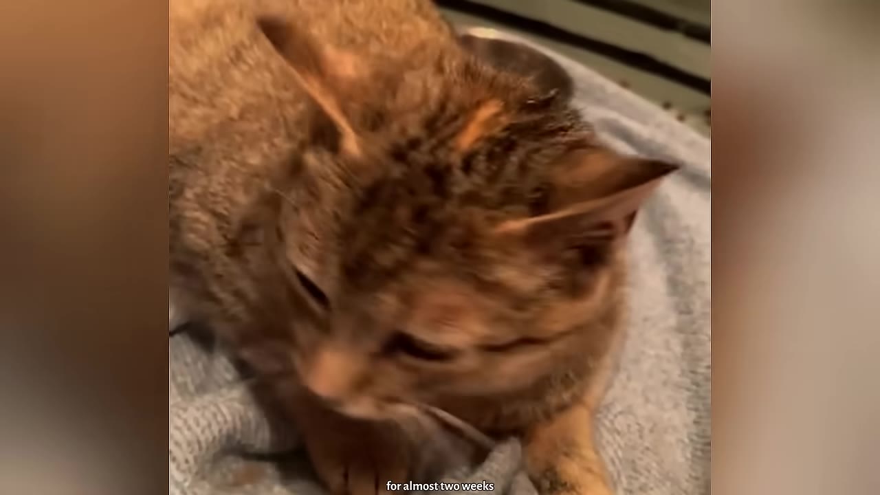 A brown tabby cat lies on a light blue blanket, looking down.