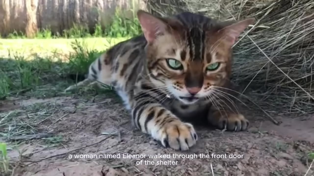 A Bengal cat with striking green eyes lies on the ground outdoors, looking directly at the camera.
