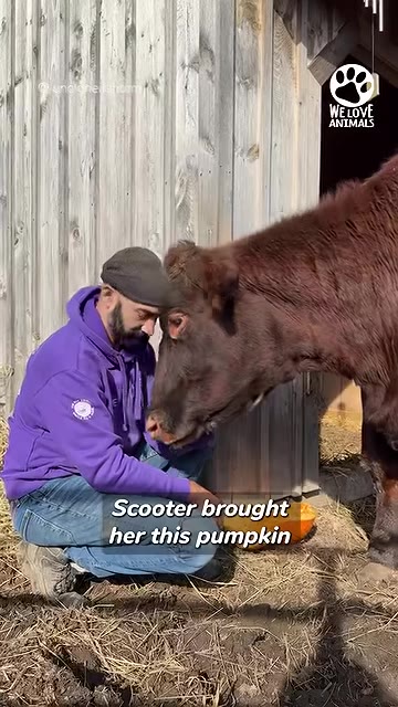 A man in a purple hoodie and grey cap crouches next to a brown cow, gently resting his forehead against hers, with a carved pumpkin on the ground between them.