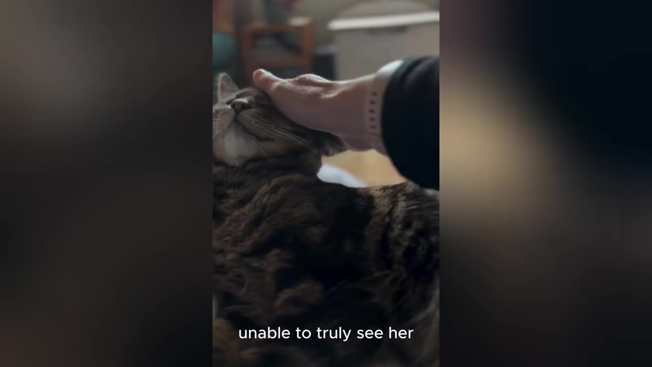 A close-up shot of a hand gently petting a tabby cat's head as it closes its eyes in a quiet moment of connection.