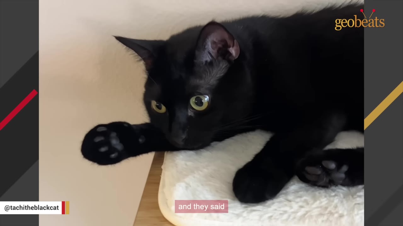 A close-up of a black cat with green eyes lying on a white fleece blanket, looking alertly to the side.