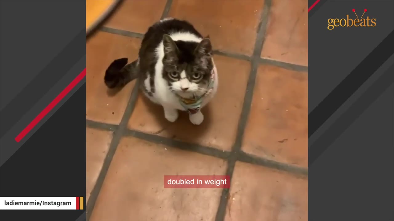 A black and white cat with a colorful collar sits on a brown tiled floor, looking up at the camera.